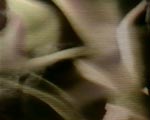 videostill