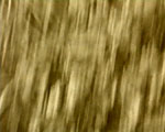 videostill line