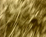 videostill line