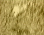 videostill line