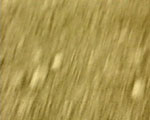 videostill line