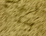 videostill line
