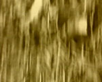 videostill line