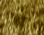 videostill line