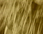 videostill line
