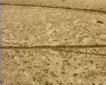 traces videostill