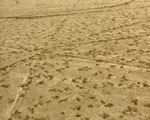 traces videostill