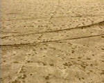 traces videostill