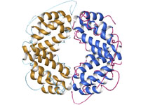 Protein