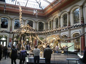 Naturkundemuseum Berlin